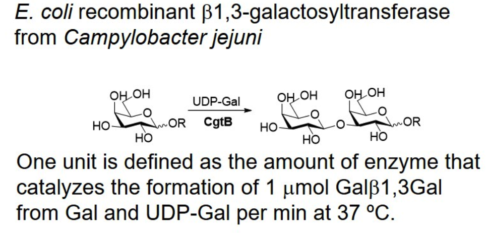 β-1,3-galactosyltransferase; CgtB